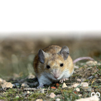 گونه موش کشتزار ابن سینا Avicenna Field Mouse